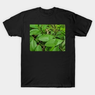 Chameleon on Green Leaves T-Shirt
